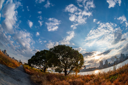 View of two trees and some grass with riverside and Umeda city in the background during sunrise...