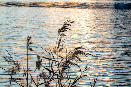 View of riverside with some plants and the sunlight reflecting on the river (Umeda, Osaka, Japan) (20230606-005)の写真素材