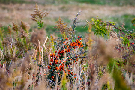 Plants surrounding some orange fruits on another plant (Umeda, Osaka, Japan) (20230606-002)の写真素材