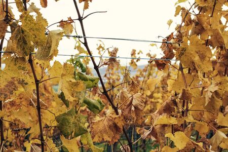 Viticulture in the golden autumnの写真素材