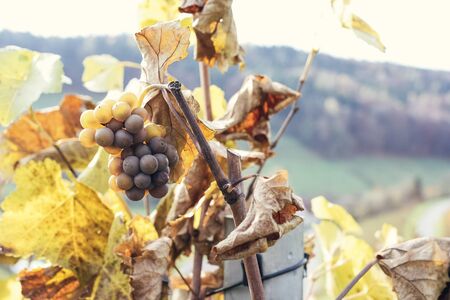 Viticulture in the golden autumnの写真素材