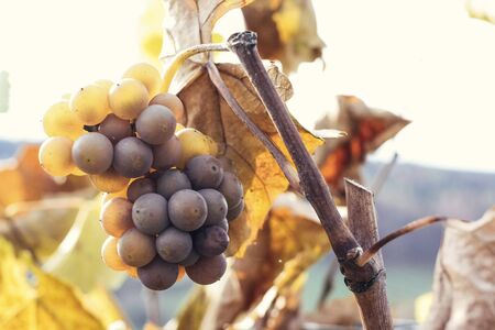 Viticulture in the golden autumnの写真素材
