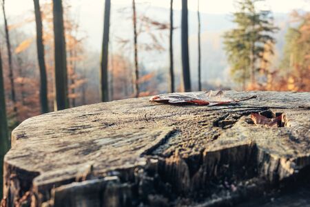 Detail view of a tree stump in autumnの写真素材