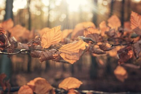 Detail view of a brown leaves in autumnの写真素材
