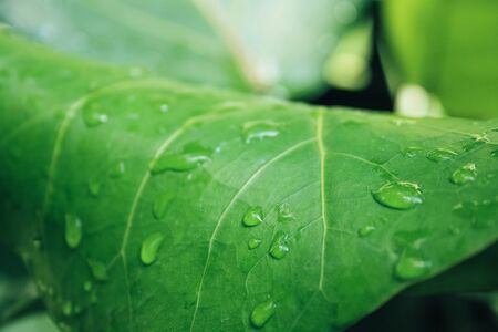 Detail view of green tropical leaves with drops of water