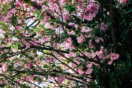Partially wilted cherry blossoms of a tree in springの写真素材