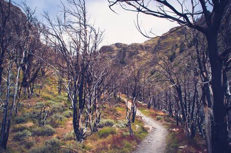 Forest of partly dead white trees in Patagonia, Chileの写真素材
