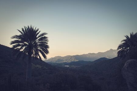View into the sky full of palm treesの写真素材