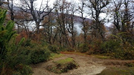 Path of the forestの素材