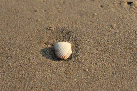 sand with shells on the beach in Galicia
