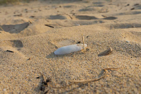 sand with shells on the beach in Galicia