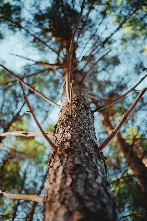 Bottom view of a tree in Parque natural de las Sierras de Cazorla, Segura y Las Villas (Jaen, Spain)の写真素材