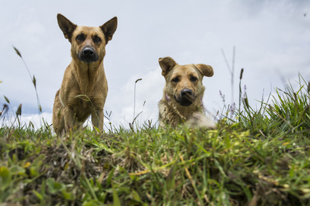 Mountain and dogs