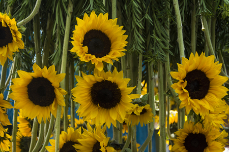 Sunflowersの写真素材