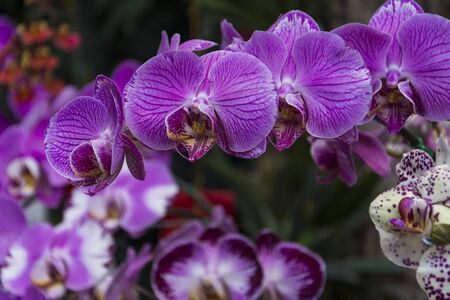 Orchids and flowersの写真素材