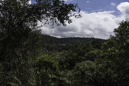 Rain forest