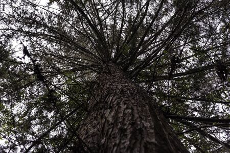 Rain forest