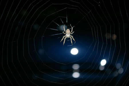 Spider in a Web at Nightの写真素材