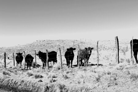 cowsの写真素材