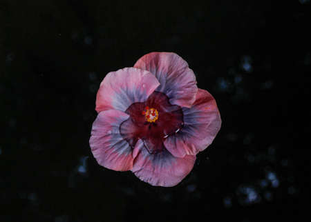 Beautiful pink and blue tropical flower filled with water and raindrops on black backgroundの写真素材