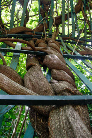 Tree root entangled in a fence with the passage of timeの写真素材
