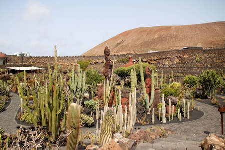 Beautiful panoramic view of the cactus garden in Lanzarote,の写真素材