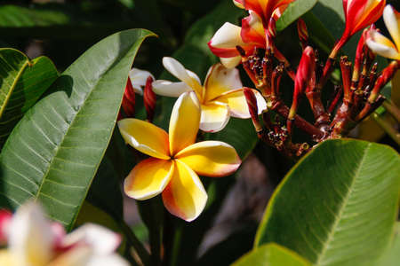Close up of tropical colorful frangipani flowersの写真素材