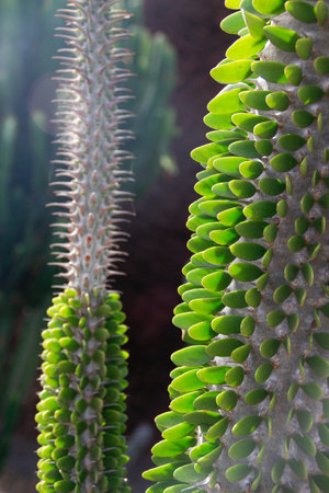 Alluaudia procera cactus, succulent plant species from Madagascarの写真素材