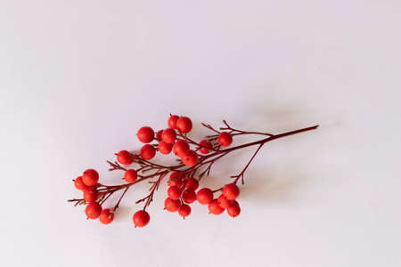 Holly branch isolated on a white background
