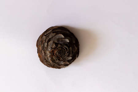 Pine cone isolated con white background with hard shadows.の写真素材
