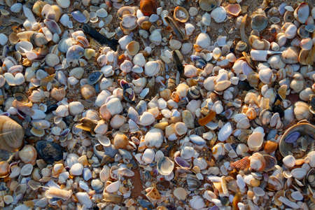 Texture of thousands of precious shells on the coast