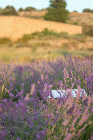 Close-up view of field of lavender flowers in bloom