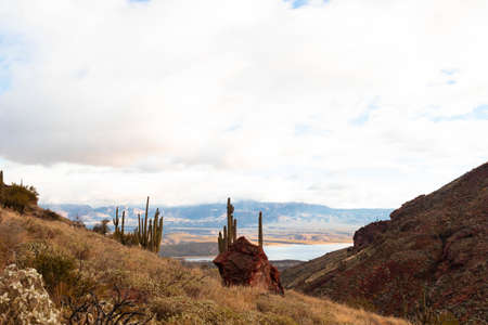 Desert landscape with cactus in Arizona, USAの写真素材