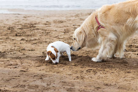 Two cute dogs playing at the beachの写真素材