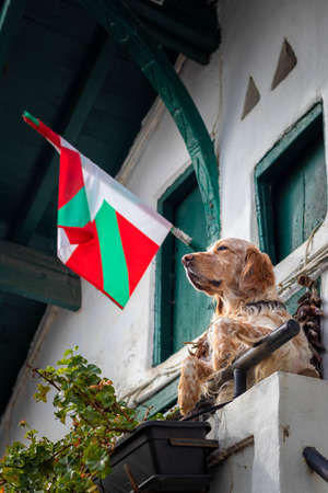 Dog peeking out on the balcony with the flag of the Basque countryの写真素材