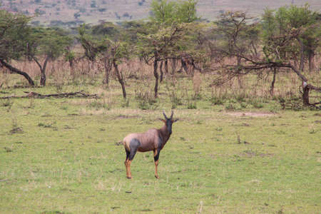 animal topi sideways walking alone in the serengeti between kenya and tanzaniaの写真素材