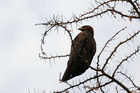 african eagle perched on a tree branchの写真素材