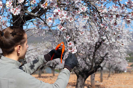 Young man gardener cutting tree branch in springの写真素材
