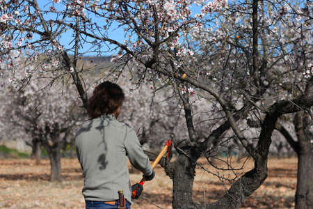 Farmer man splitting branch of almond tree with axe during floweringの写真素材