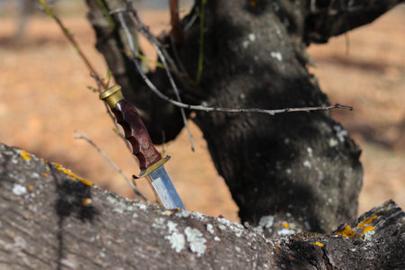 Survival kit knife nailed to tree trunk