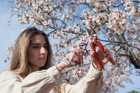 Young woman farmer cutting branches of flowers from the tree in spring timeの写真素材