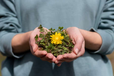 environment Earth Day Female hand holding flower on nature conservation conceptの写真素材