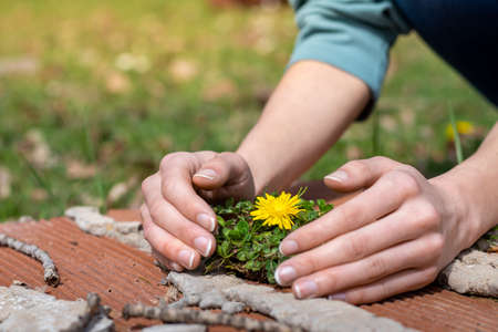 Hands trying to protect plant and flower growing among human construction.の写真素材