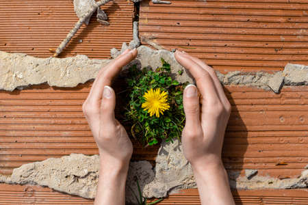 Hands taking care of flower in construction bricks. Environmental protectionの写真素材