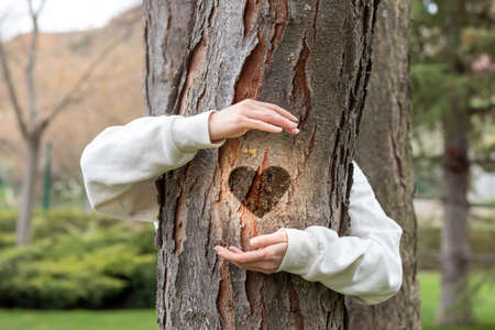 Arms hugging a heart on tree. Representing protection and love for natureの写真素材