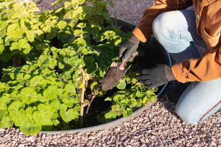 Gardener working in the garden planting new season plants in spring with a small metal shovel