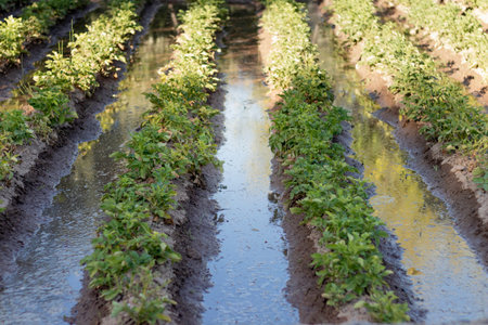 Planting potato plants in a row in the newly irrigated orchard. Ecological planting and caring for the environmentの写真素材