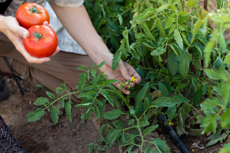 Top view of young man crounching holding tomatoes and checking the new flowers from the plant
