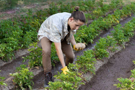 Young hipster man crouching picking up fresh collected potatoes from the ground organic vegetarian and vegan foodの写真素材