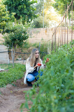 Vertical view of young woman collecting fresh ecologicaly cultivated tomatoes in her home garden orchardの写真素材